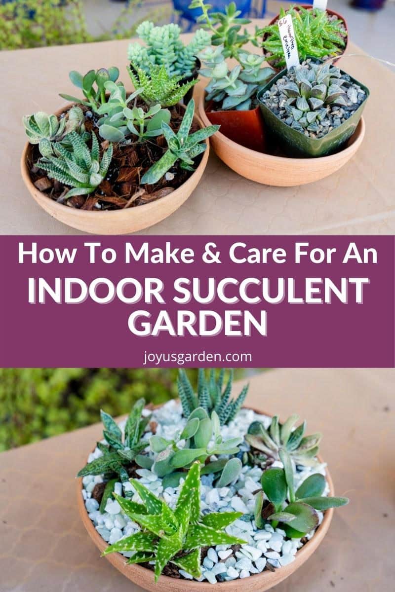  Indoor Succulent Garden ပြုလုပ်နည်း