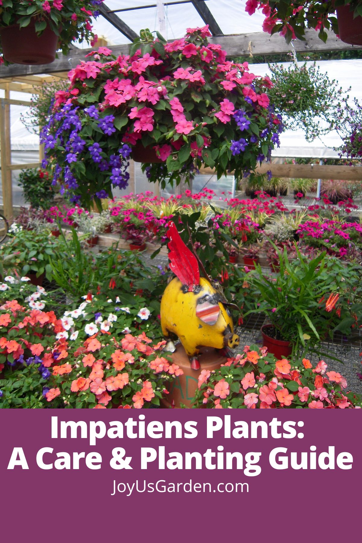  इम्पेतिन्स पौधे: एक देखभाल और amp; रोपण मार्गदर्शिका