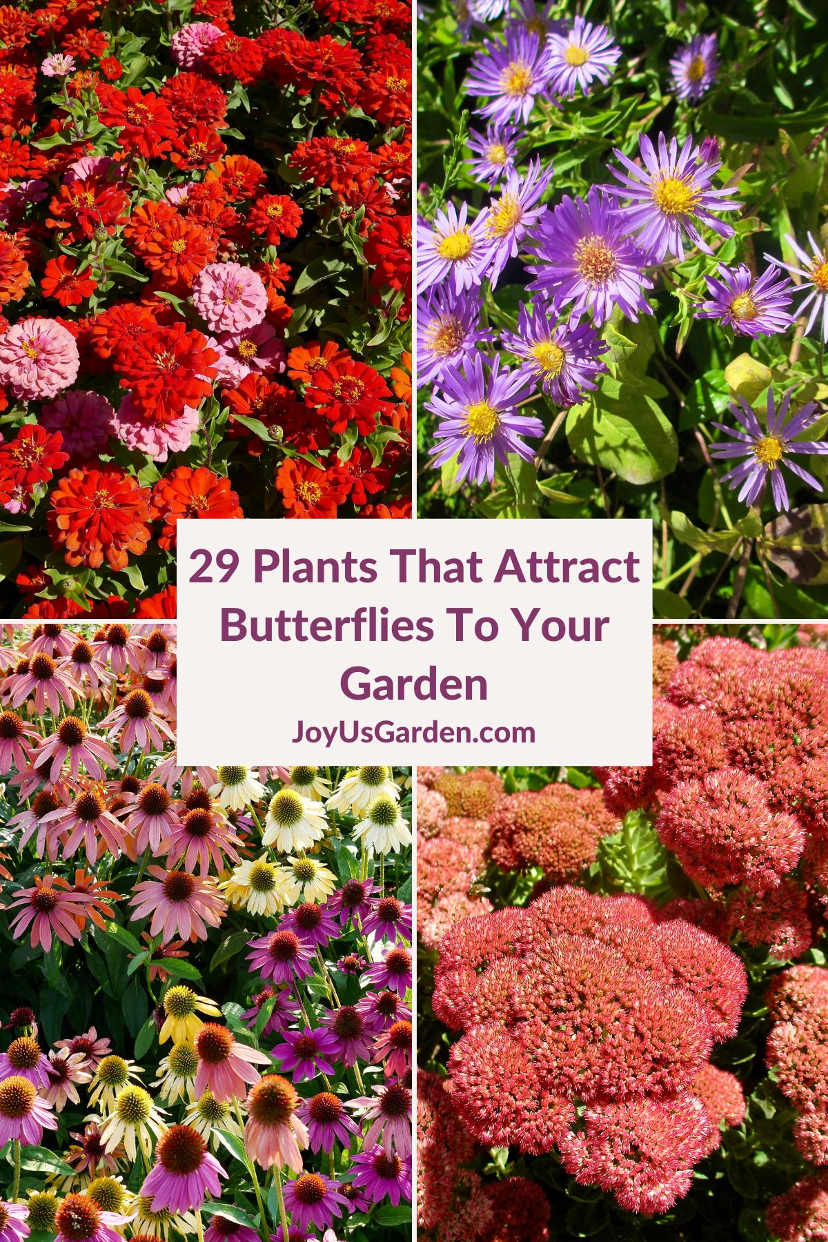  29 krásných rostlin, které lákají motýly do zahrady