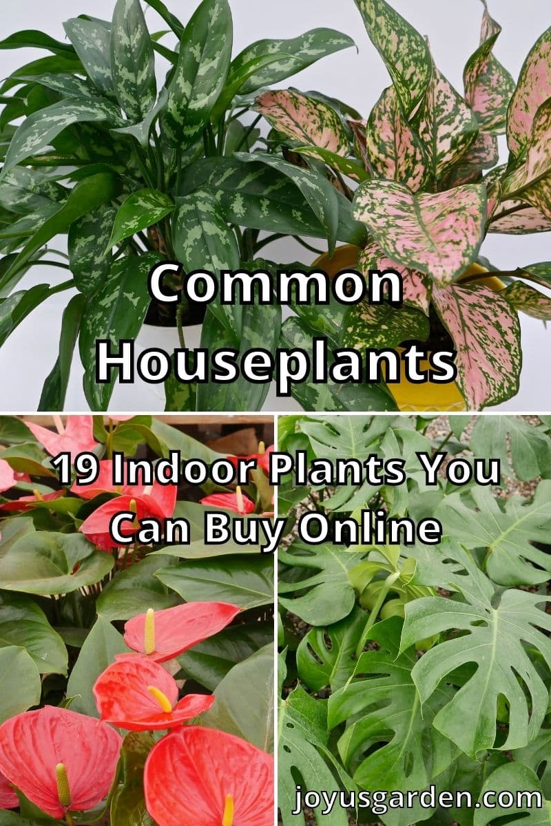  Běžné pokojové rostliny: 28 vybraných pokojových rostlin ke koupi online