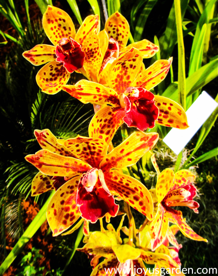 Skrb za cimbidijeve orhideje