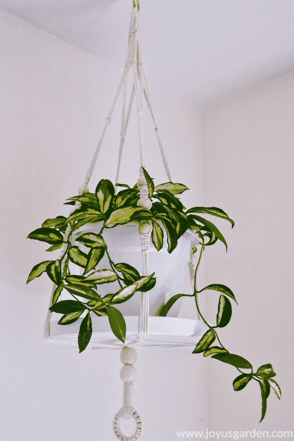  Hoya (voksplante) stueplante ompotning: Hvornår, hvordan &amp; blandingen at bruge