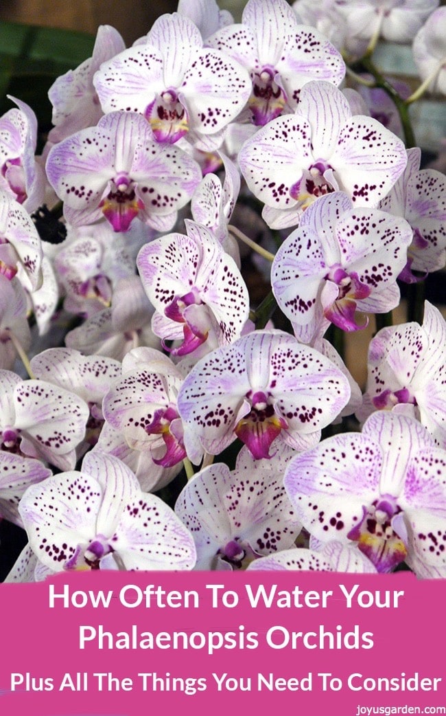  Cantas veces regar as túas orquídeas Phalaenopsis