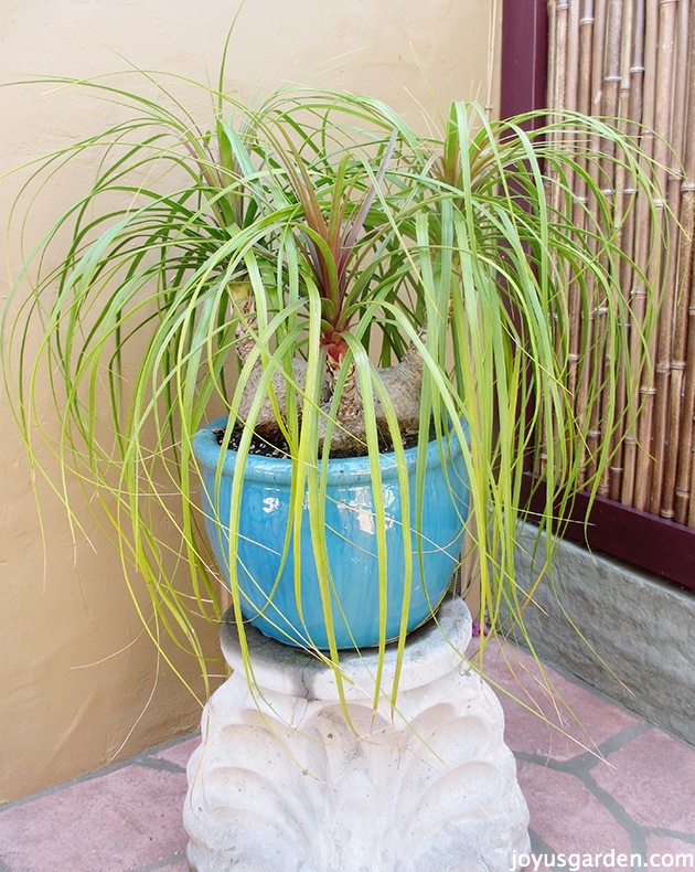  Kuidas hooldada ja ümber istutada Ponytail Palm