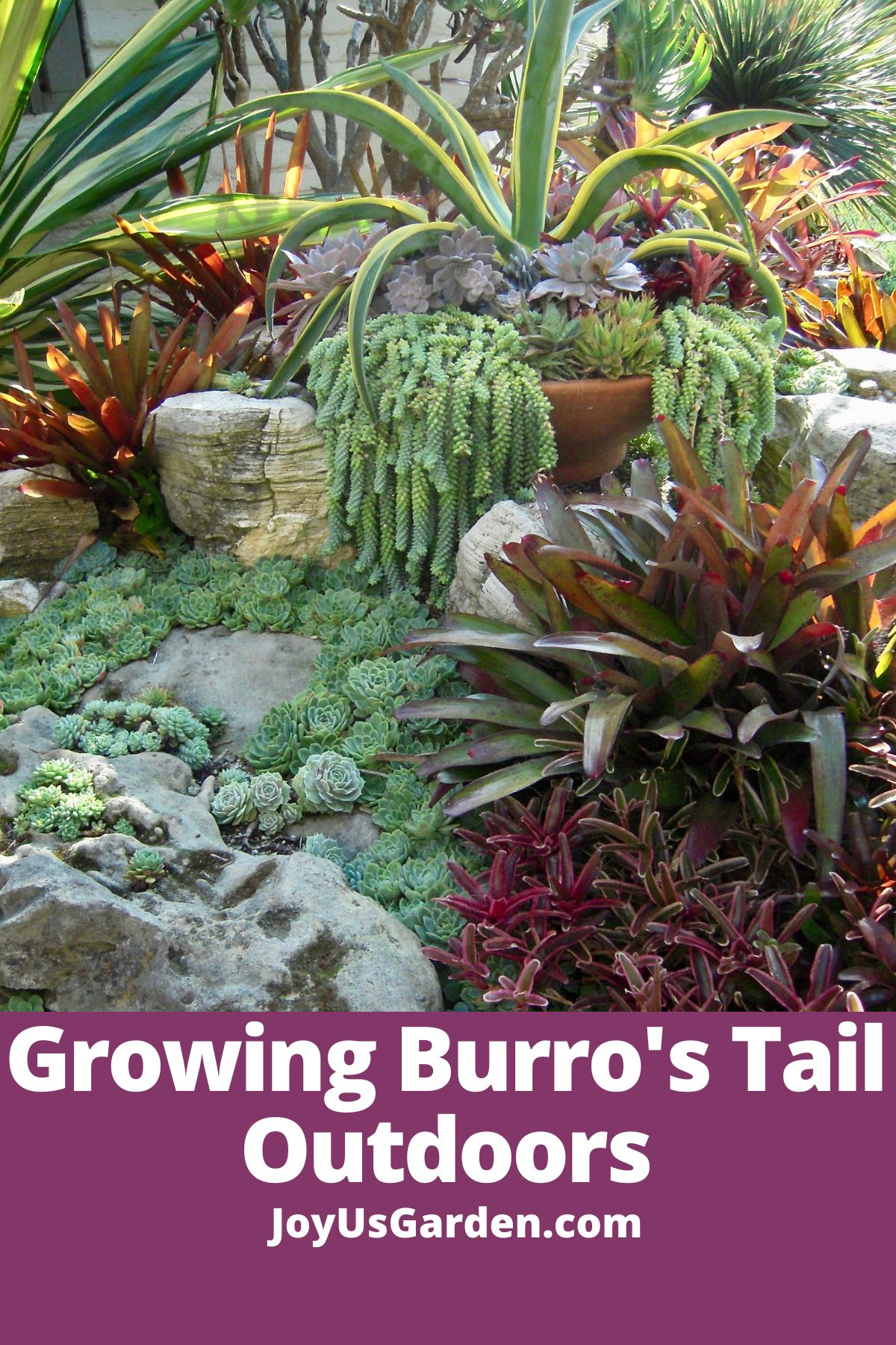  Burro ၏အမြီးအပင်- Sedum Morganianum အပြင်ဘက်တွင်ကြီးထွားလာခြင်း