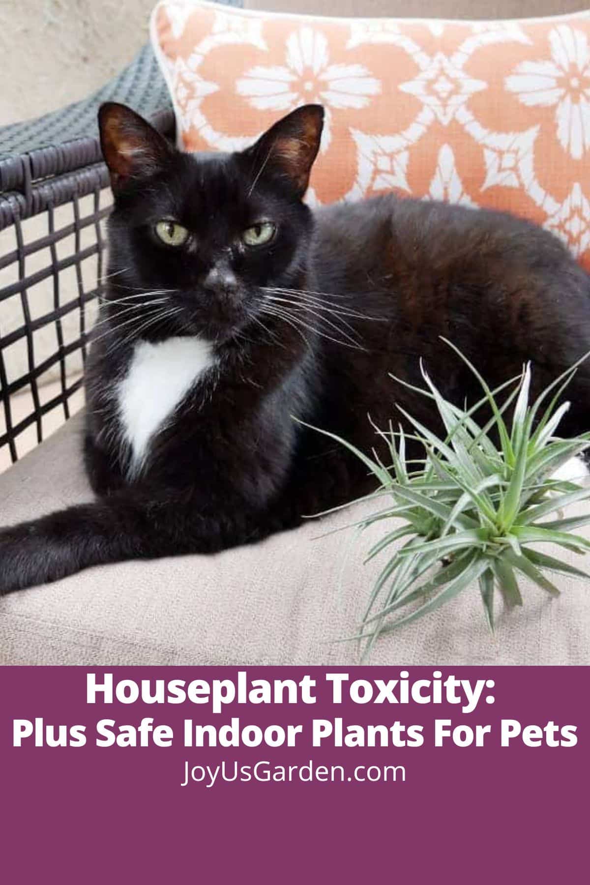  Токсичност на домашните растенија: плус безбедни затворени растенија за домашни миленици