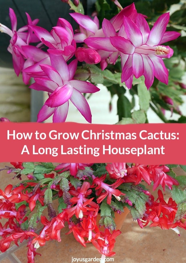  Cura de cactus de Nadal: una planta d'interior suculenta de llarga durada
