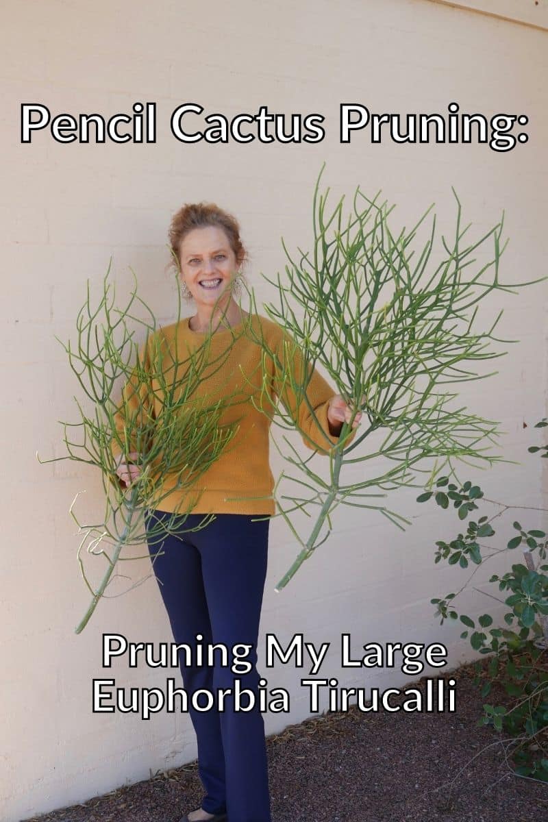 Pencil Cactus Pruning: My Large Euphorbia Tirucalli ကို ဖြတ်တောက်ခြင်း။