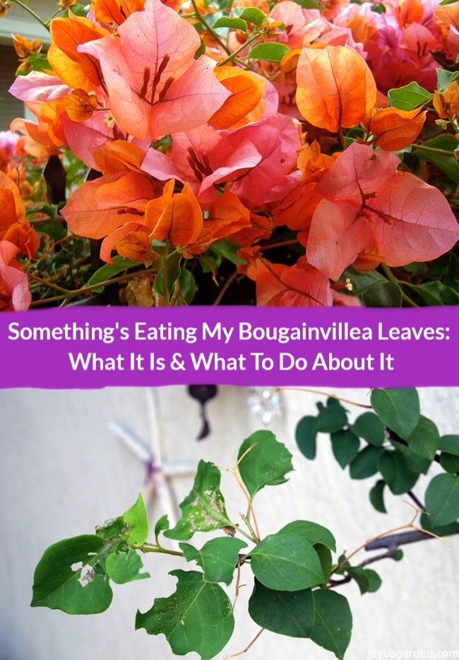  내 부겐빌레아 잎을 먹는 것은 무엇입니까?