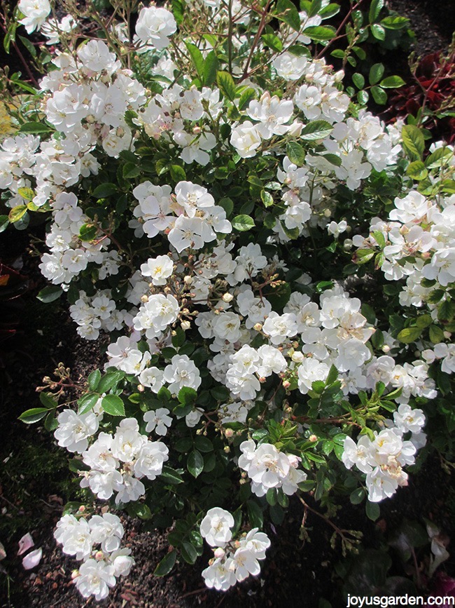  Nézze meg, milyen egyszerű a miniatűr rózsák metszése