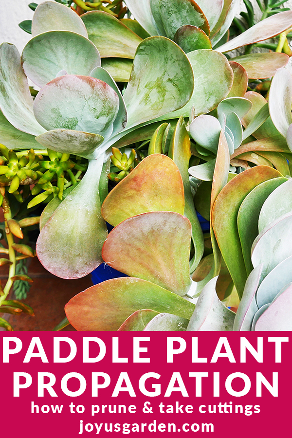  Paddle Plant Propagation: Kuinka karsia &amp; leimata; Ota pistokkaita