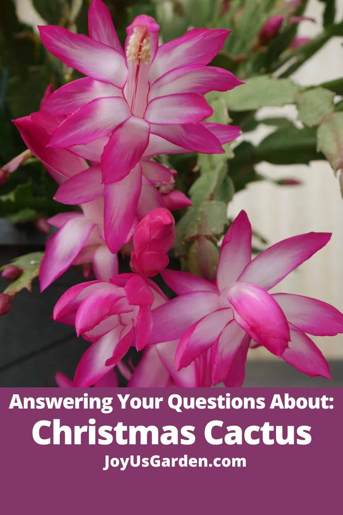  Risposte alle vostre domande sulle piante di cactus natalizio