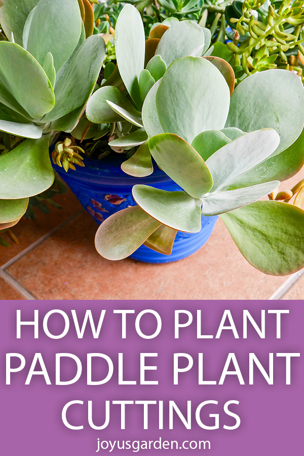  Como plantar estacas de plantas de paddle (Flapjacks Kalanchoe).
