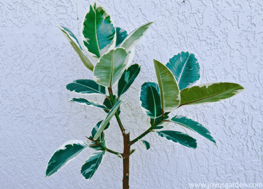  Jak rozgałęzić drzewo kauczukowe (roślina kauczukowa, Ficus Elastica)