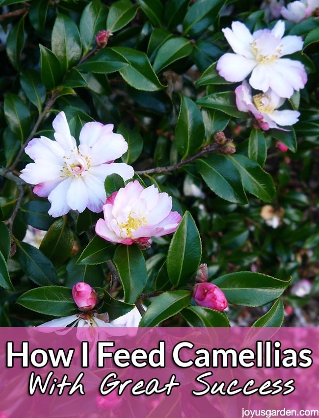  Comment nourrir les camélias avec succès