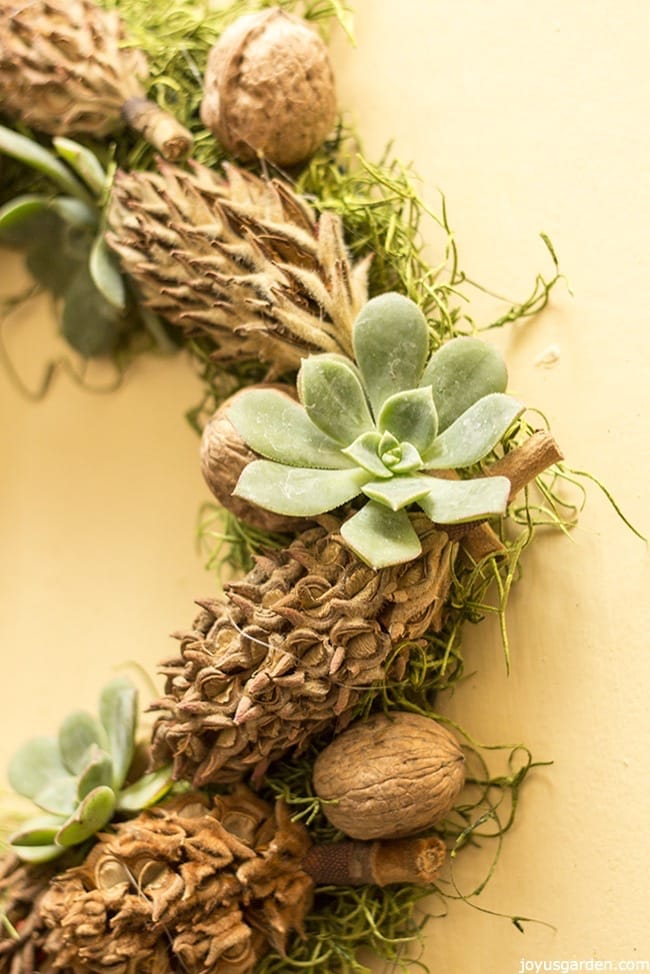  DIY ງ່າຍ: A Succulent, Magnolia Cone &amp; wreath ປະດັບປະດາ