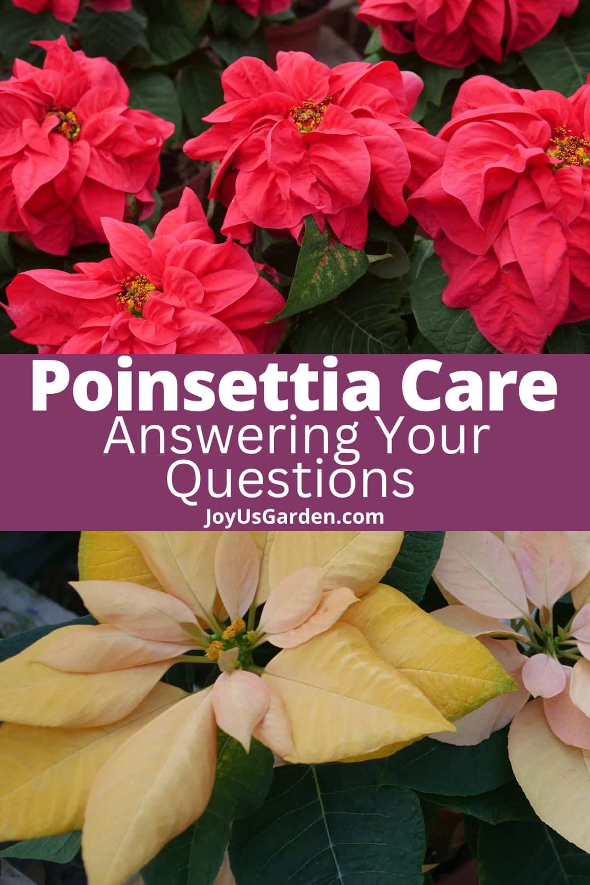 ตอบคำถามของคุณเกี่ยวกับ Poinsettias