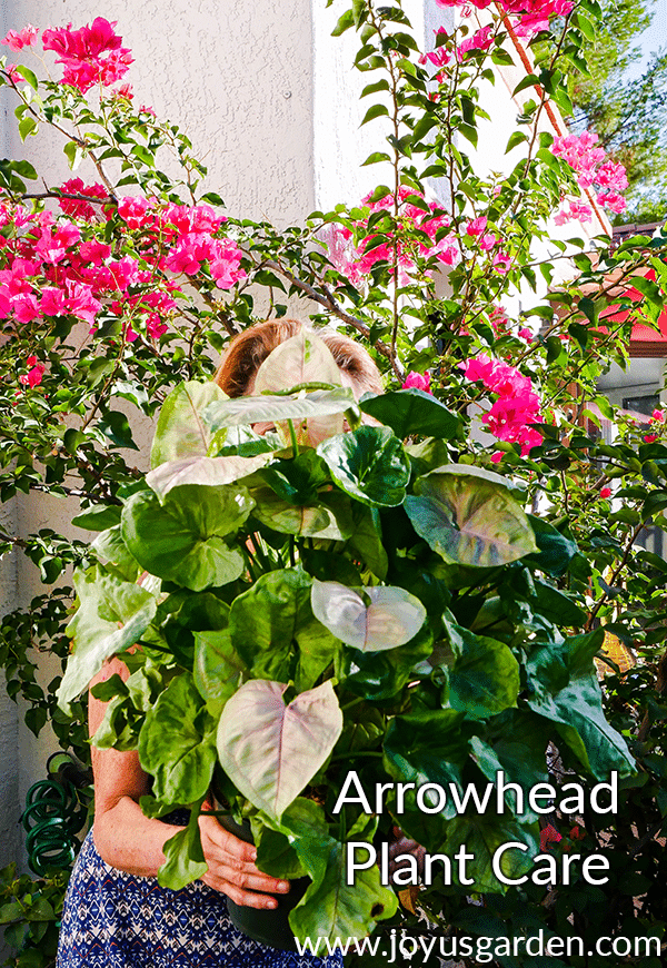  Roślina Arrowhead (Syngonium) Pielęgnacja &amp; Wskazówki dotyczące uprawy