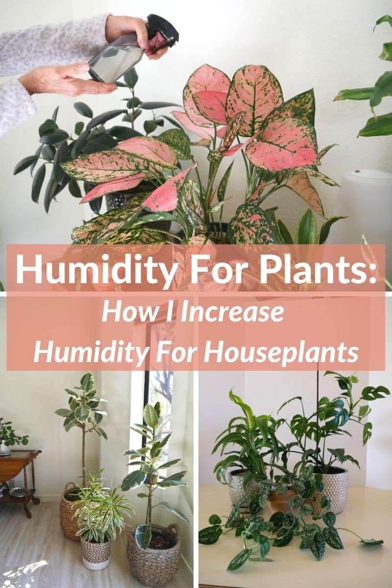 Humitat de les plantes: com augmentar la humitat per a les plantes d'interior