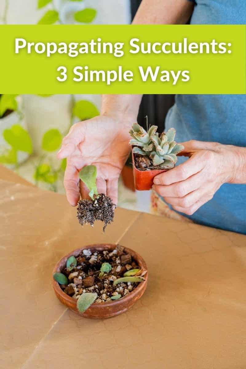  रसीले पौधों का प्रचार 3 सरल तरीके