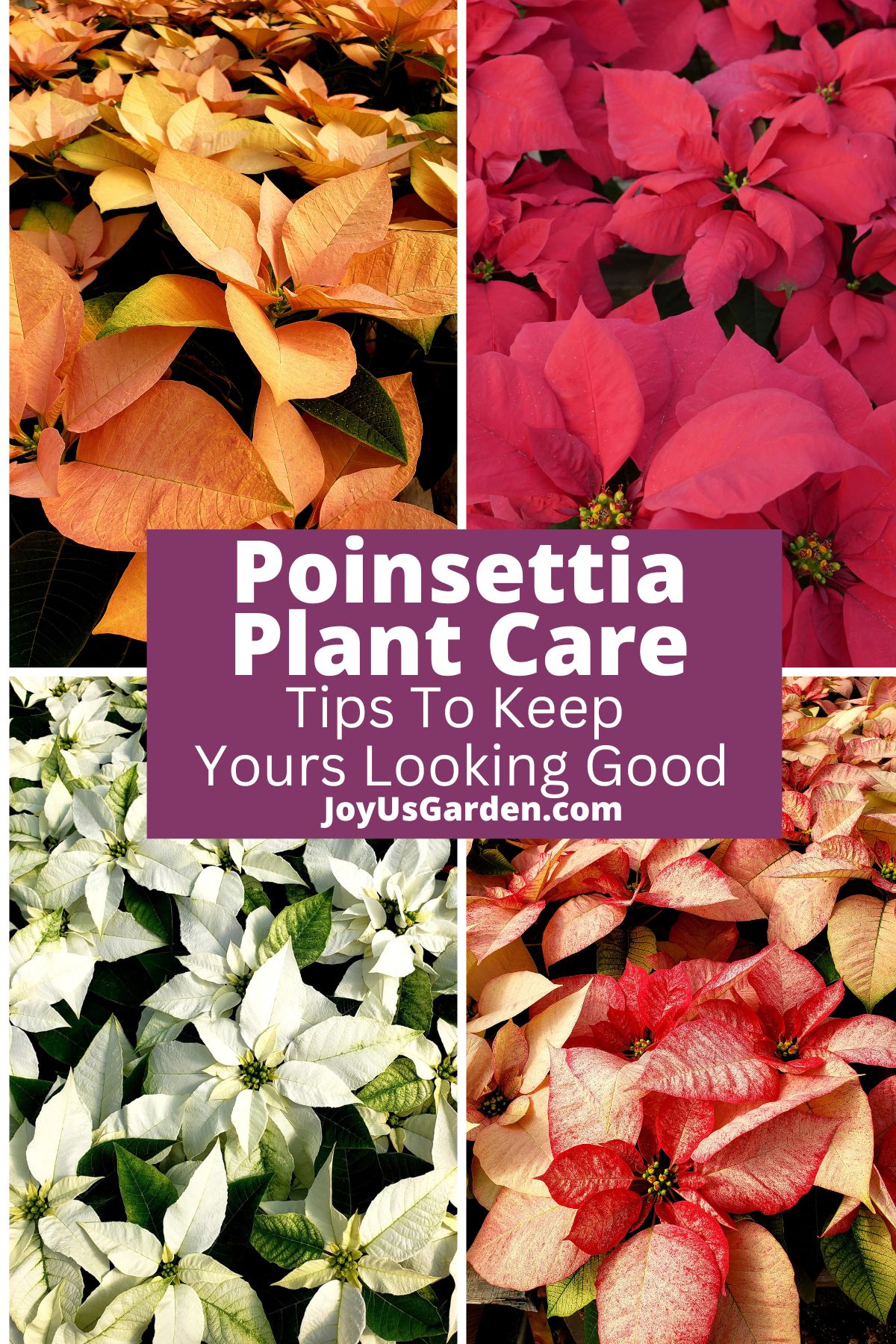 Penjagaan Tumbuhan Poinsettia: Petua untuk Menjaga Kecantikan Anda
