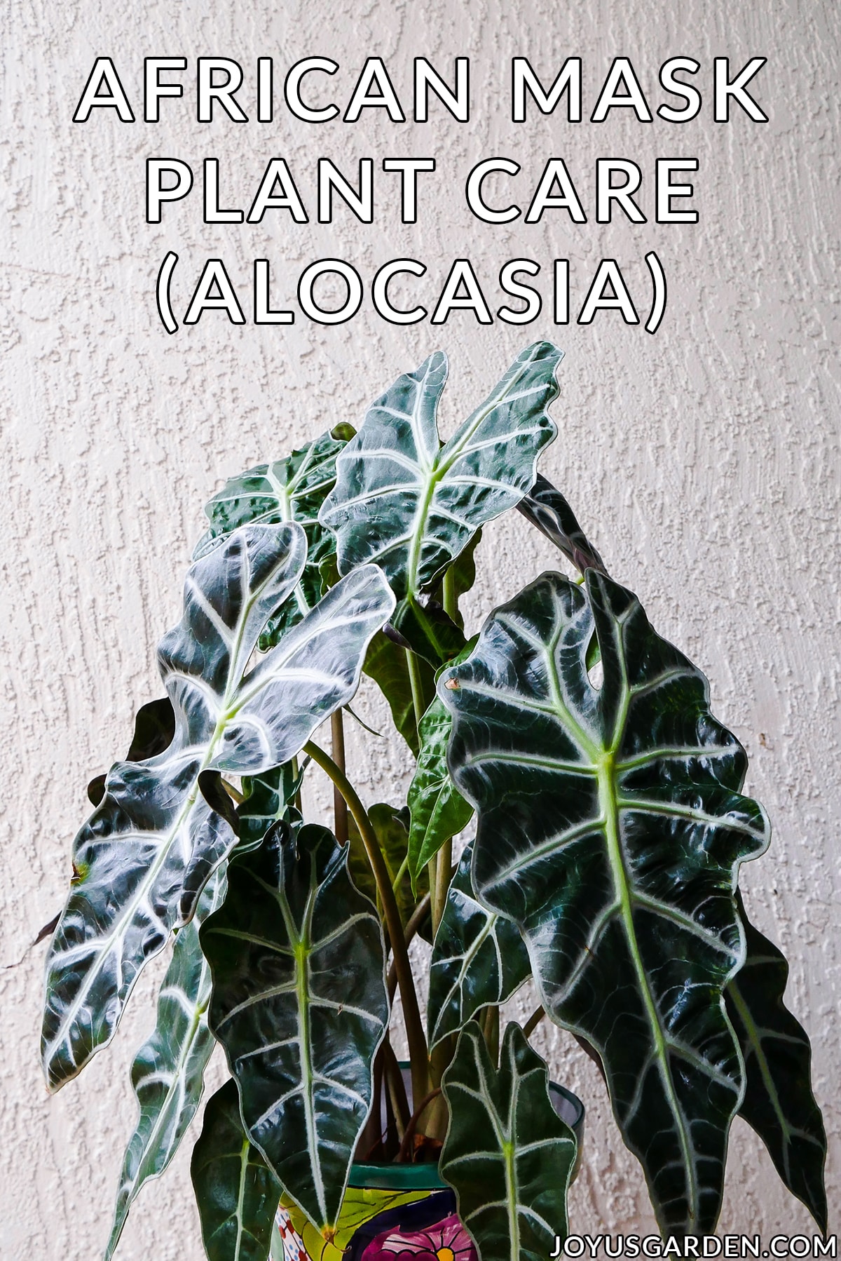  Afrikansk maske plantepleie: Dyrking av Alocasia Polly