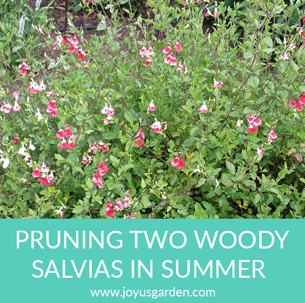  နွေရာသီတွင် Woody Salvias 2 မျိုး ဖြတ်တောက်ခြင်း