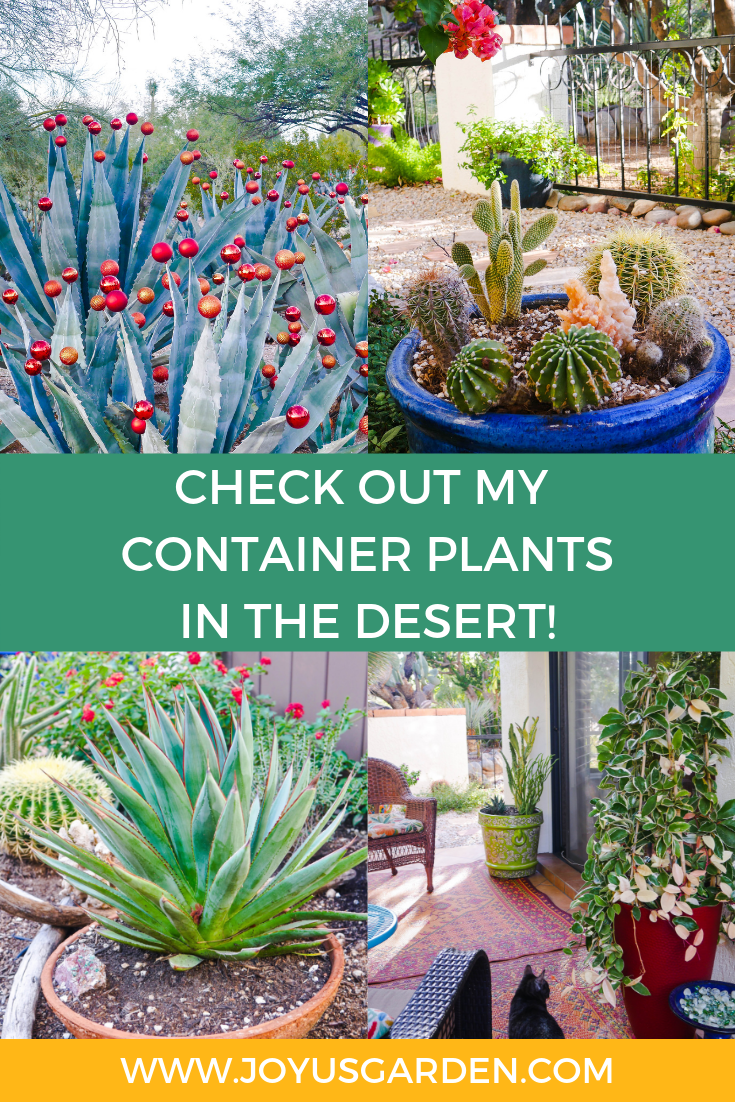  Glædelig jul! Tag en rundtur blandt mine containerplanter i ørkenen.