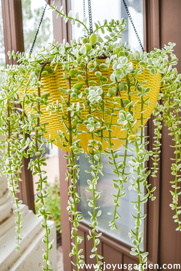  Portulacaria Afra (Olifantenstruik) verpotten: een prachtige hangende vetplant