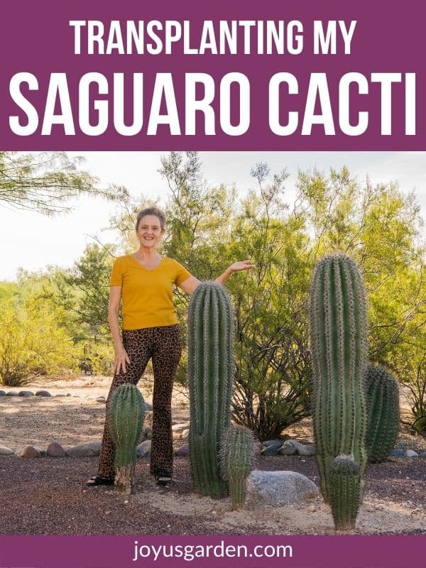  Trasplantament de cactus Saguaro