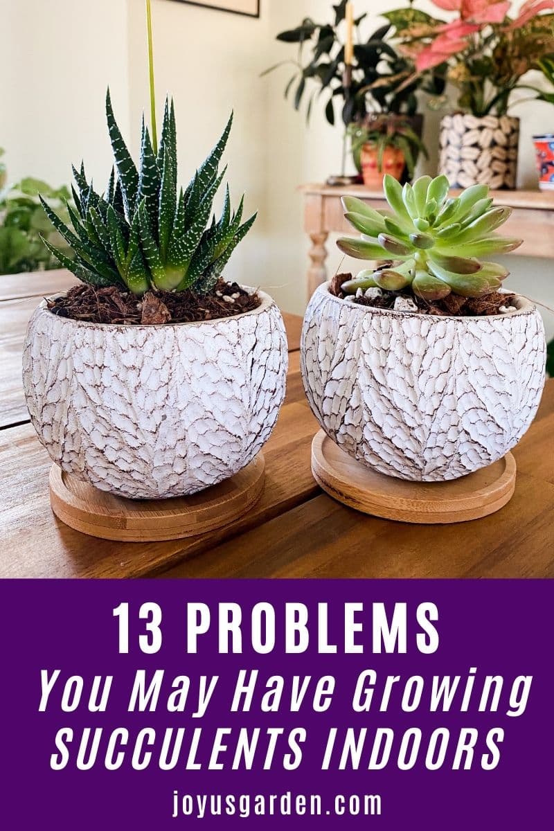  النباتات المنزلية النضرة: 13 مشكلة قد يكون لديك نمو العصارة في الداخل