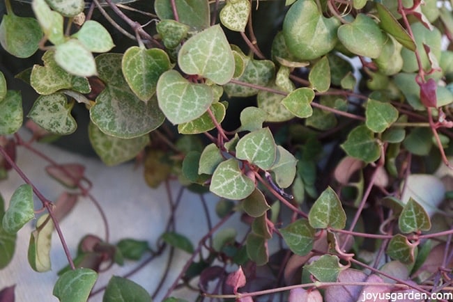  Как вырастить "Струну сердца": милое суккулентоподобное вьющееся комнатное растение