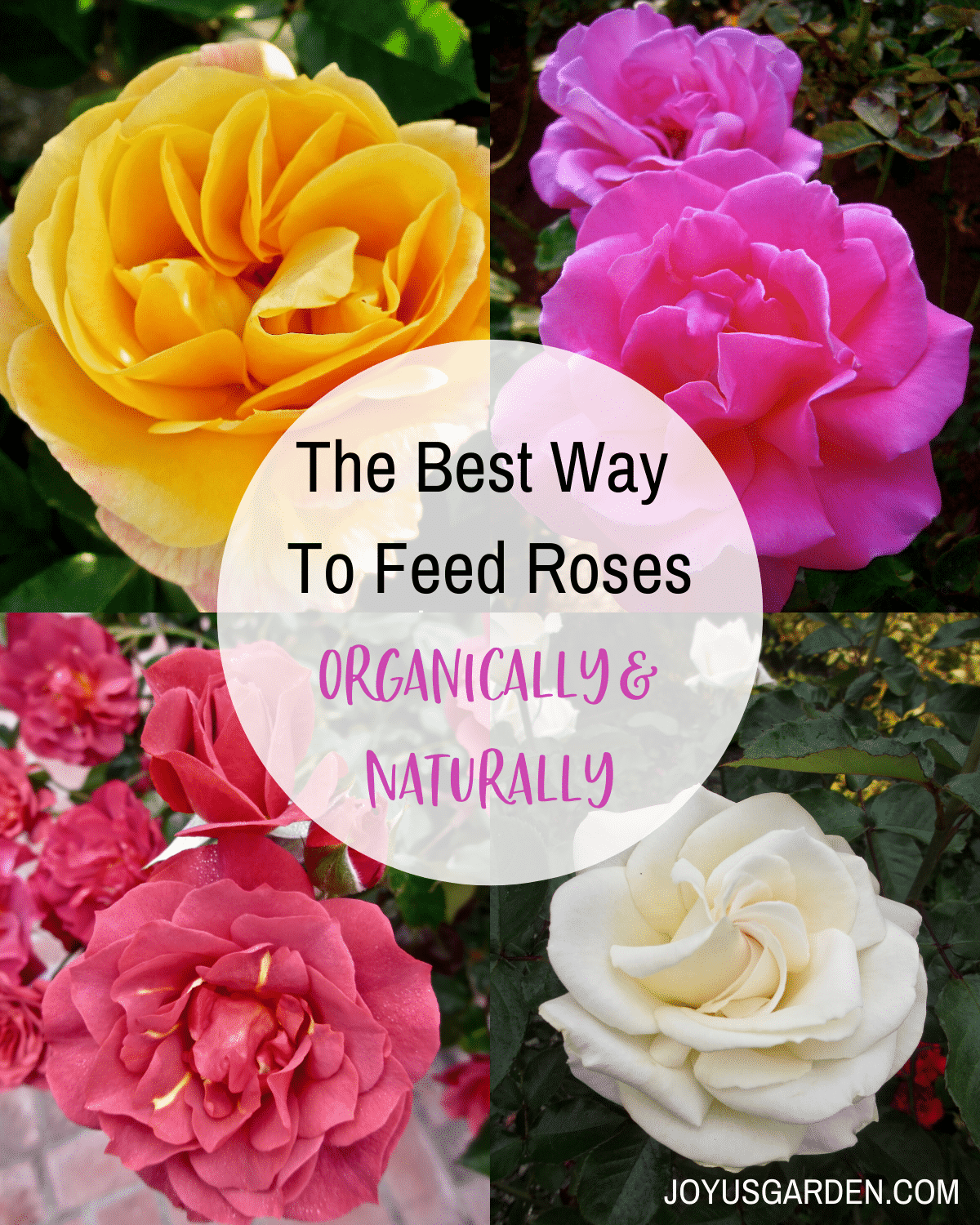  La millor manera d'alimentar les roses orgànicament &amp; Naturalment