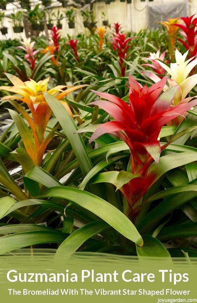  Guzmania Bromeliad: Bu Jazzy Blooming Bitki üçün Qulluq Məsləhətləri