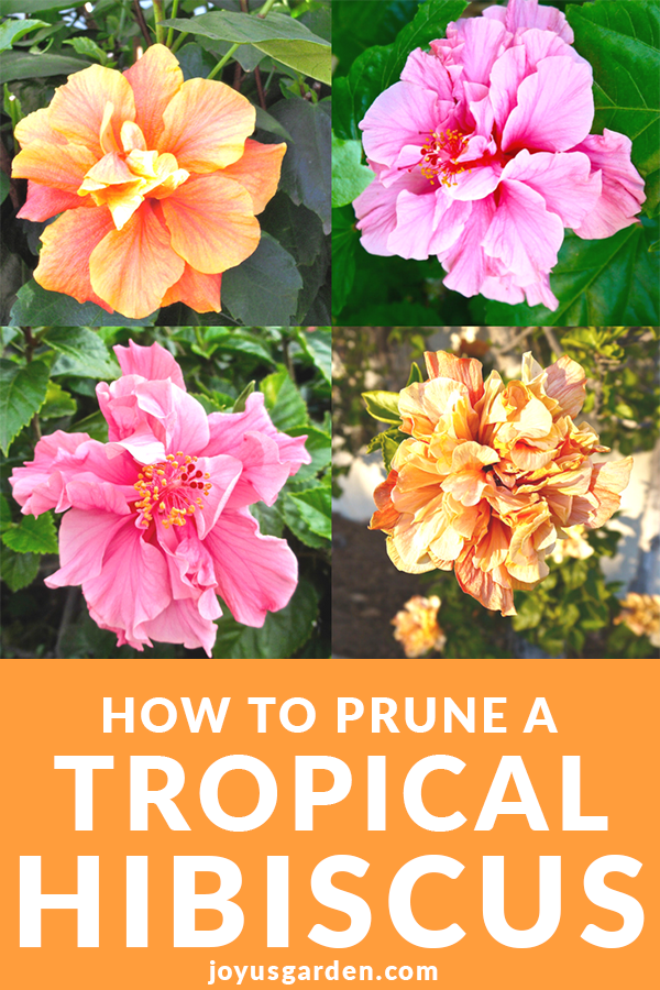  Como podar estéticamente un hibisco tropical na primavera