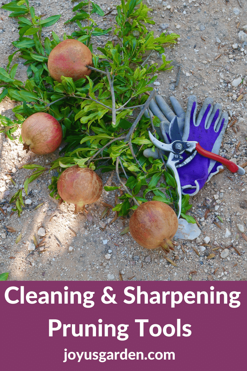  Vrtlarske makaze: Kako očistiti &amp; Sharpen Pruners