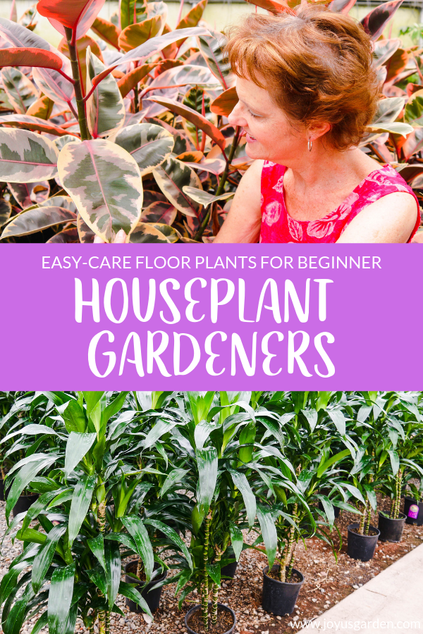  7 plante de podea ușor de îngrijit pentru grădinarii începători de plante de apartament
