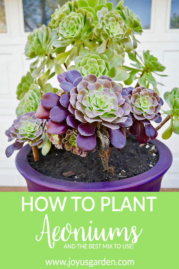  Planting Aeoniums: How To Do It &amp; amp; De bêste boaiemmix om te brûken