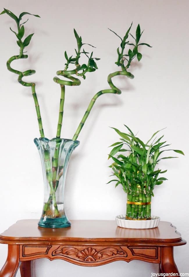  Φροντίδα Lucky Bamboo: Ένα φυτό εσωτερικού χώρου που αναπτύσσεται στο νερό