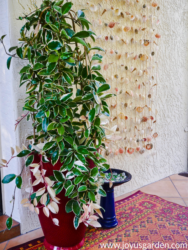  Tipps für die Pflege von Hoya-Pflanzen im Freien