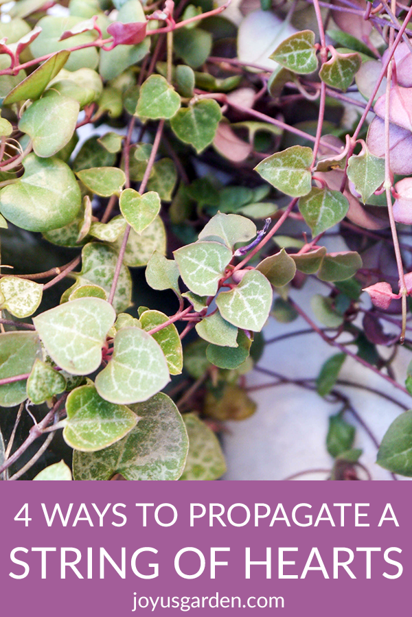 4 formas de propagar una planta de rosario de corazones (Rosary Vine)