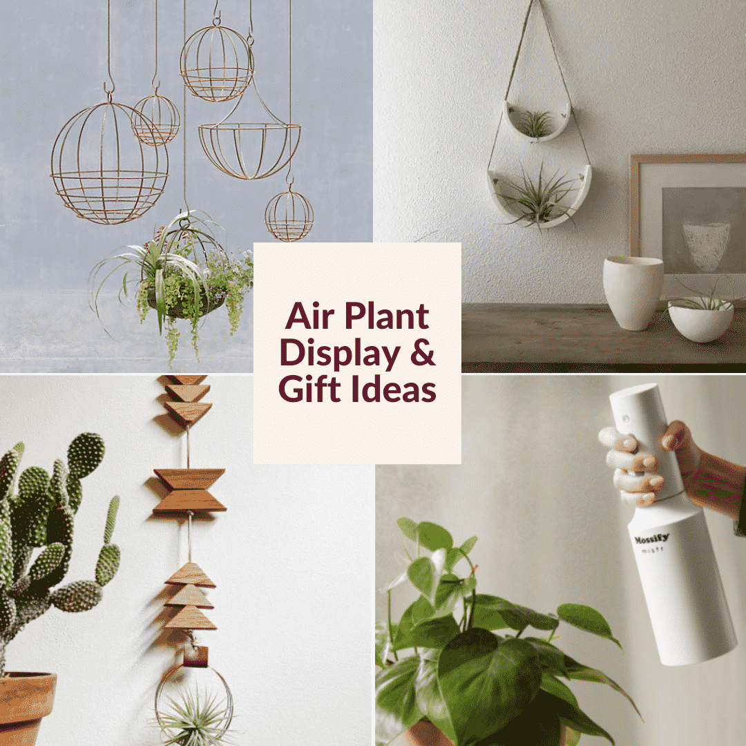  Zobrazenie Vzduchové rastliny: Darčeky pre vzduchové rastliny