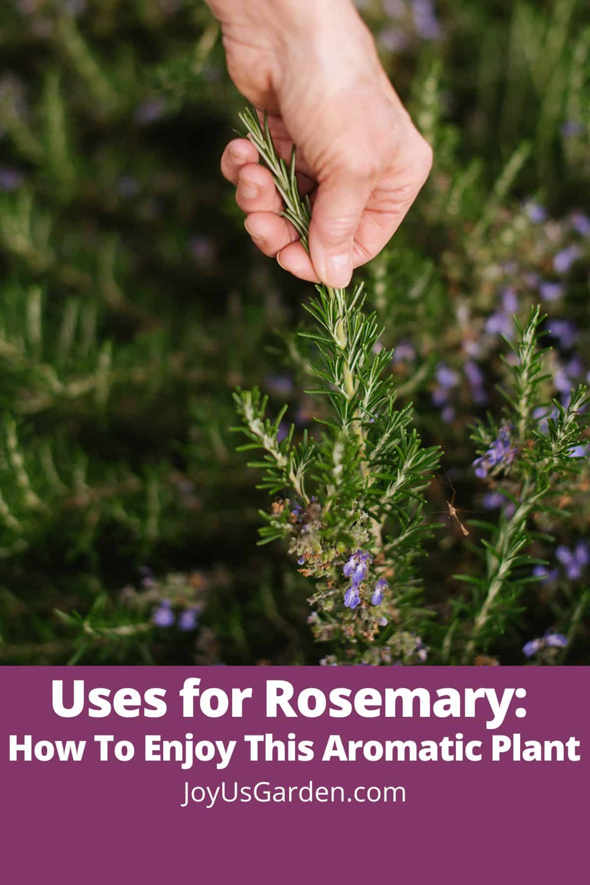  ການນໍາໃຊ້ສໍາລັບ Rosemary: ວິທີການເພີດເພີນກັບພືດທີ່ມີກິ່ນຫອມນີ້
