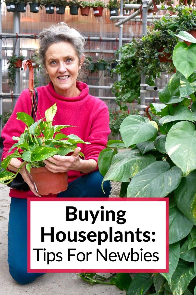  Купување домашни растенија: 14 совети за почетници во градинарство во затворен простор