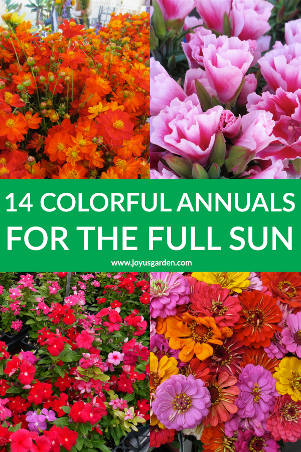  Full Sun Annuals: 28 ดอกไม้สำหรับ Full Sun