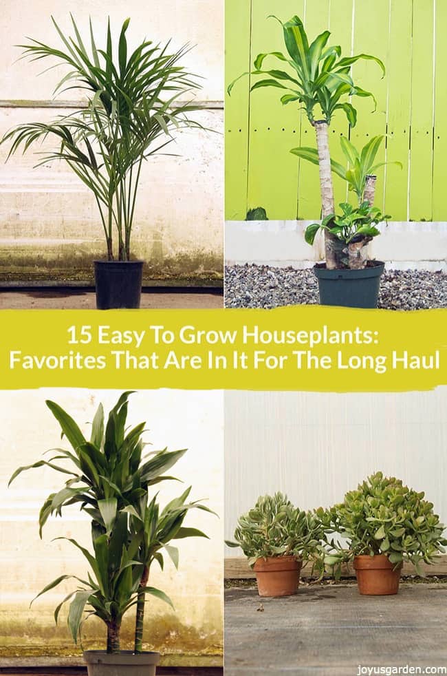  15 घरेलू पौधे उगाने में आसान: पसंदीदा जो लंबी अवधि के लिए मौजूद हैं