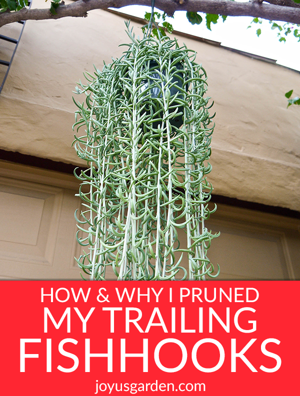  Kuidas &amp; Miks ma kärpisin oma succulentide tagantjärele kalakonksud
