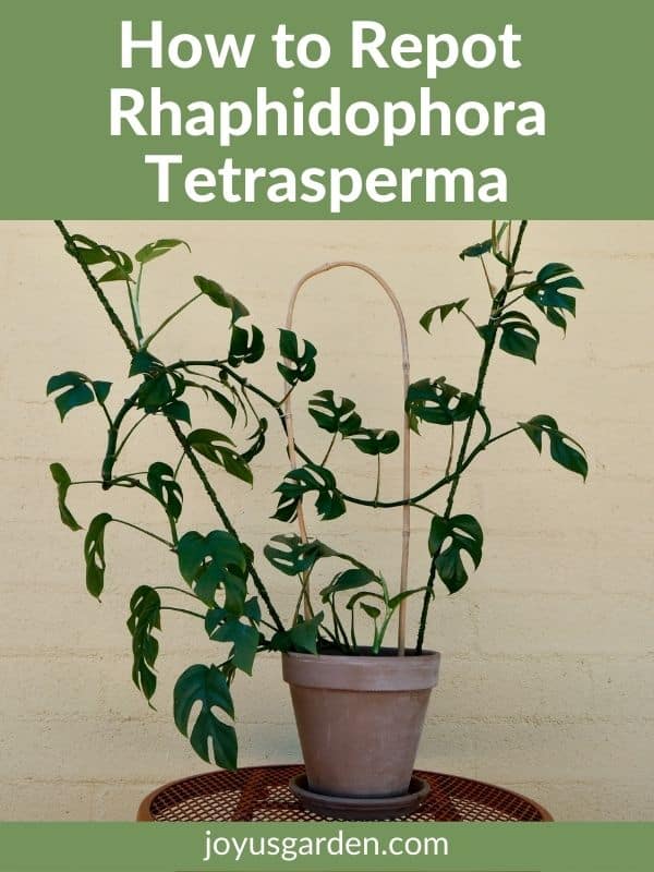  Rhapidophora Tetrasperma átültetés (Monstera Minima)
