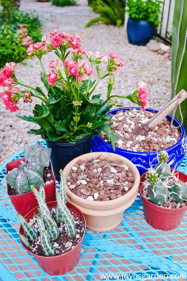  Amestec de sol pentru suculente și cactus pentru ghivece: o rețetă pentru a vă face propriul dvs.