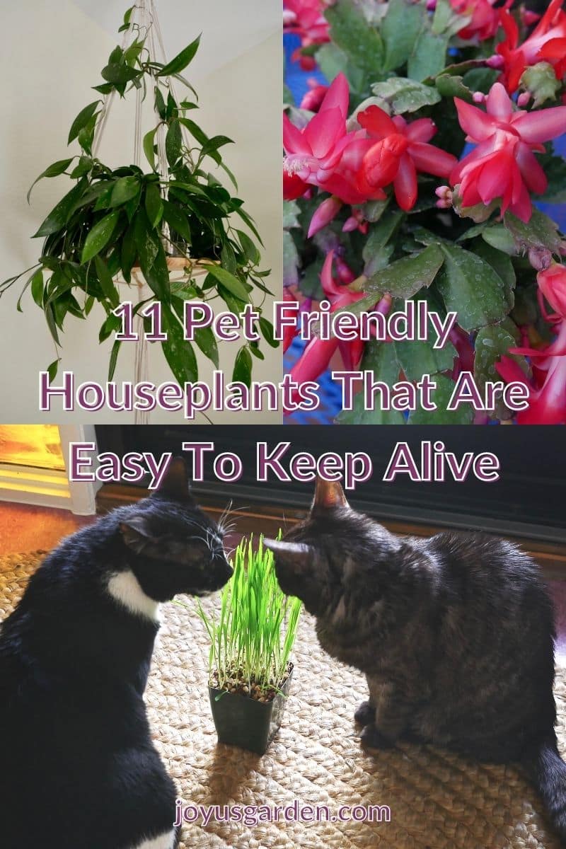  11 plantas de interior que admiten mascotas: plantas de interior populares y fáciles de cultivar